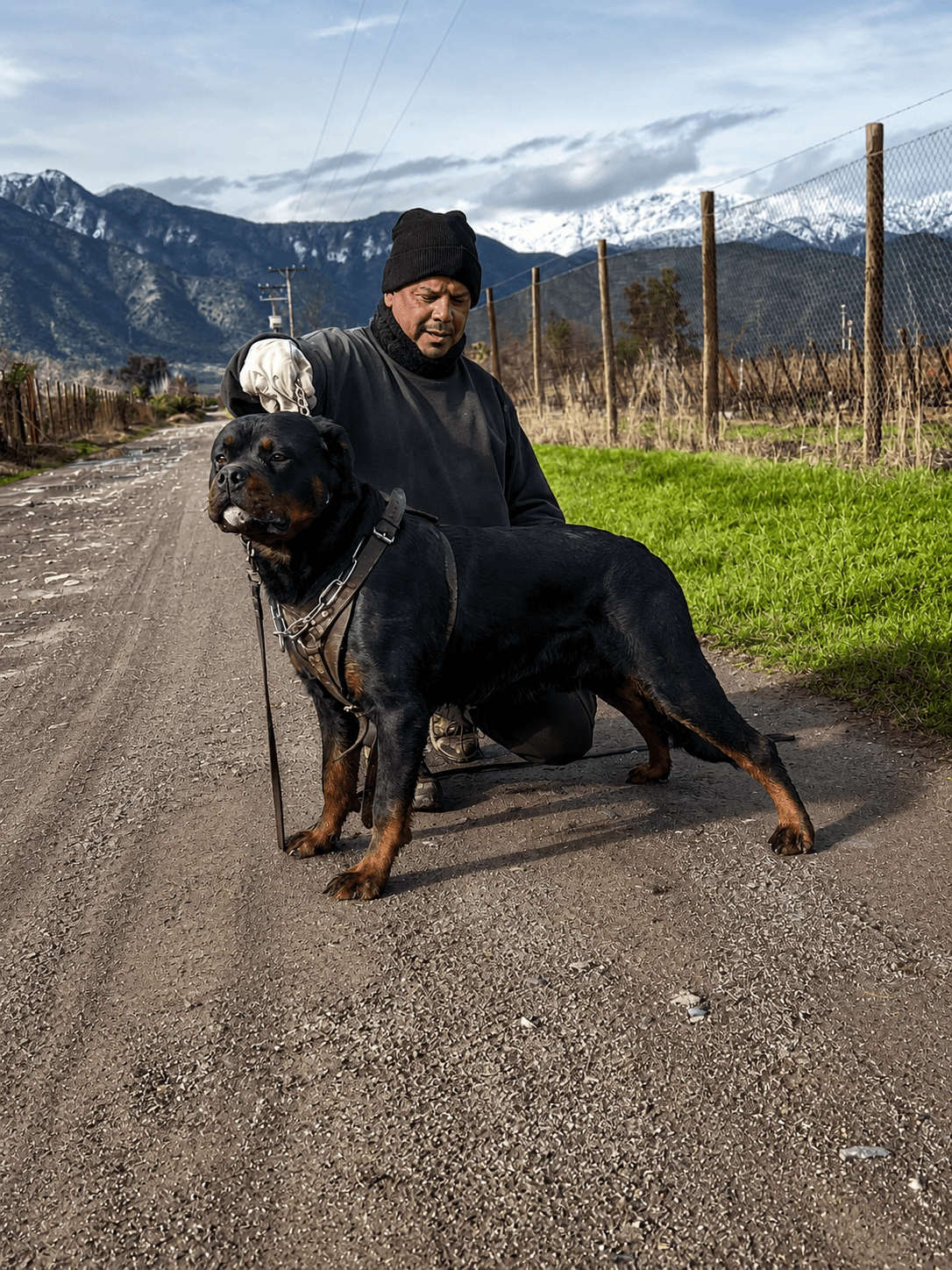 Rottweiler de Rutherford Haus