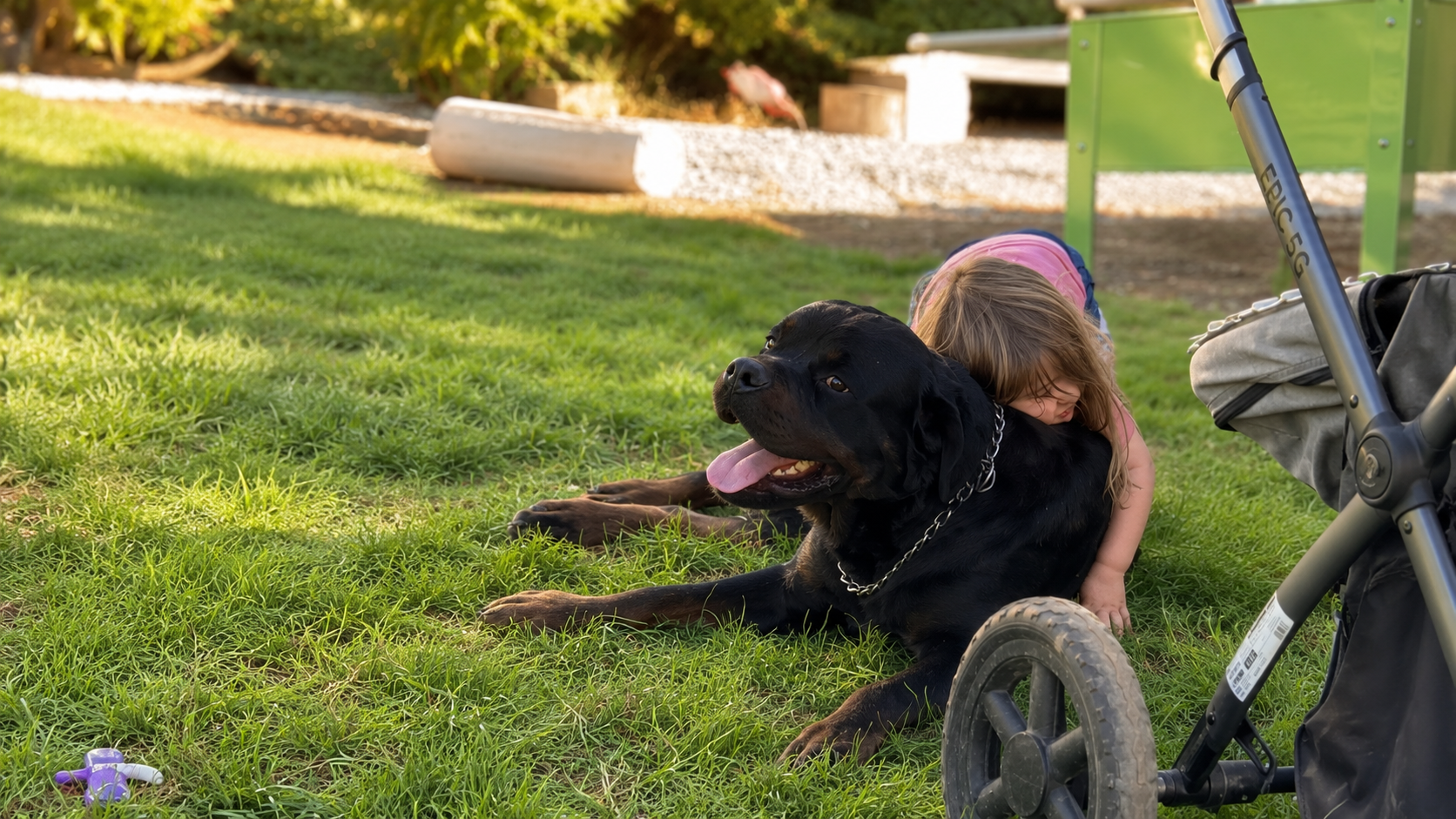 Rottweiler familiar de Rutherford Haus