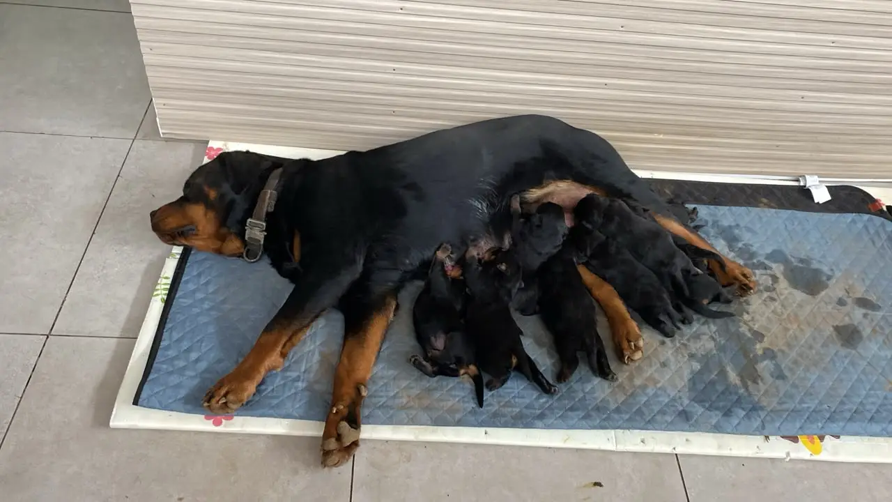 Camada de cachorros rottweiler con su madre