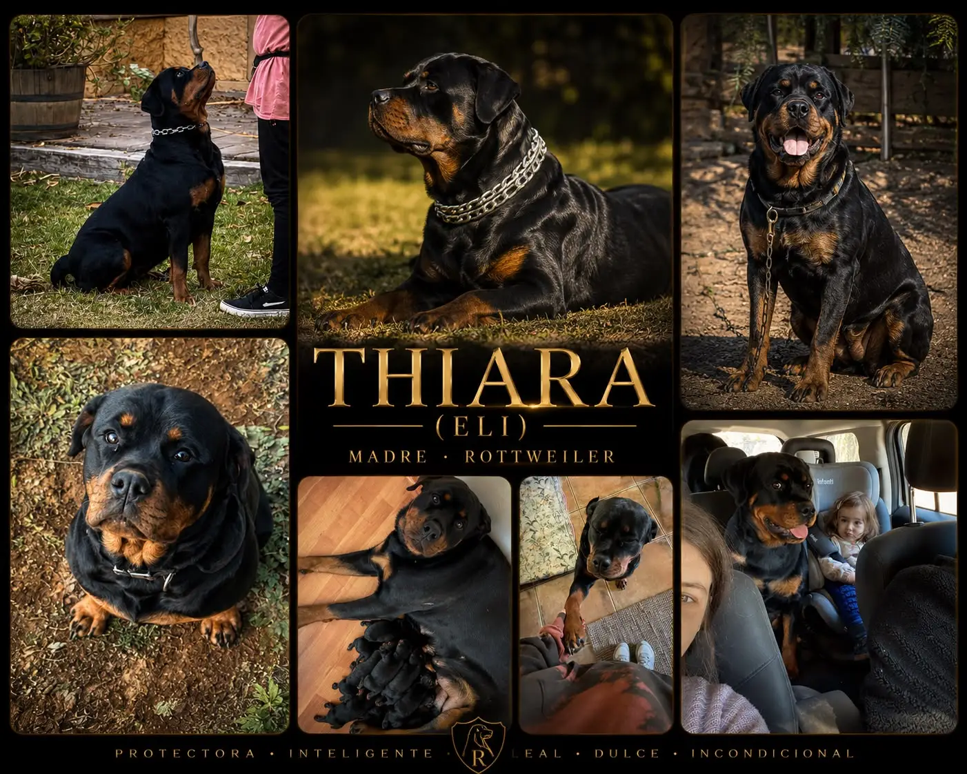 Thiara, rottweiler hembra