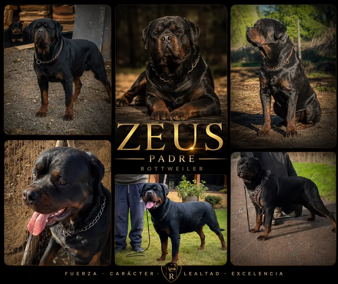 Zeus, rottweiler macho